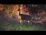 White-tailed Deer Bowhunting With Shawn Luchtel & Mike Hunsucker