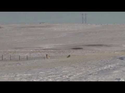 Hunting Coyotes in the Prairies