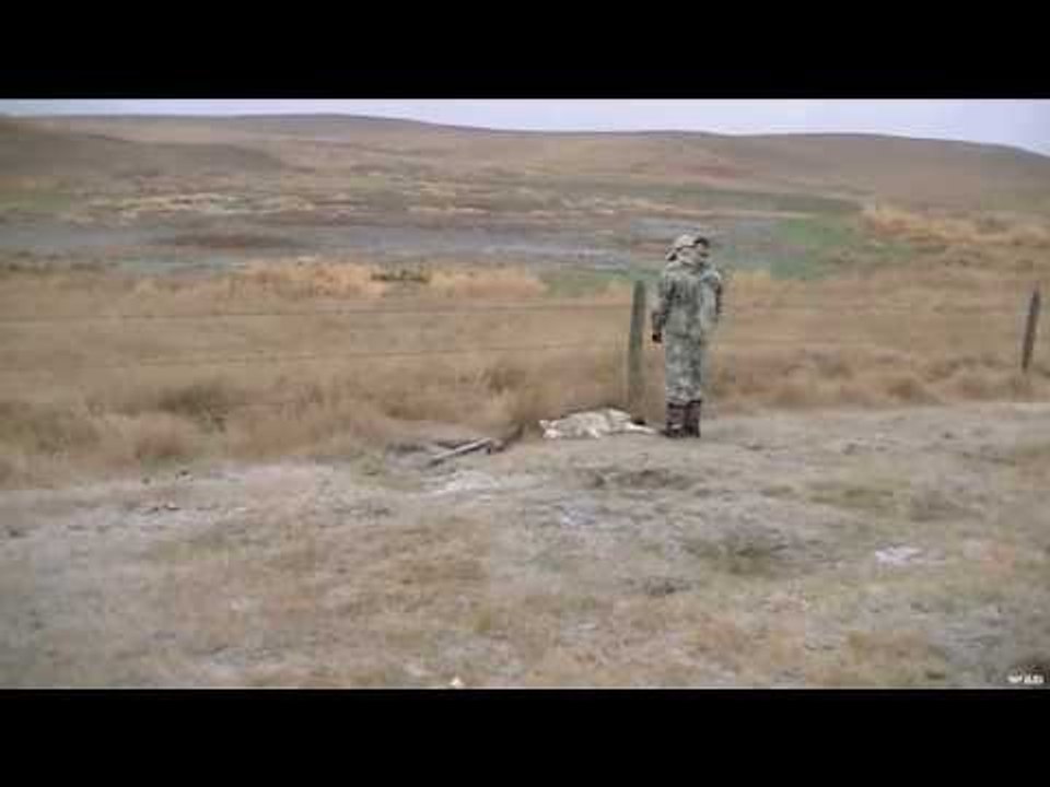 Coyote Hunted & Left Chasing It's Tail