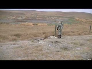 Coyote Hunted & Left Chasing It's Tail