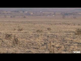 Hunting Coyote in Colorado with Huge Sniper Rifle