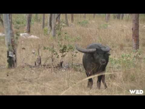 Hunting Water Buffalo with Bow in Australia Part 1