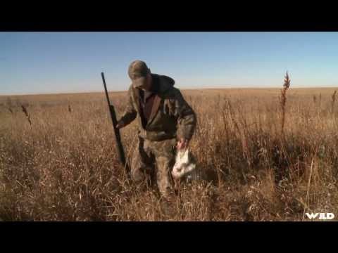 Hunting Grouse on the Prairies