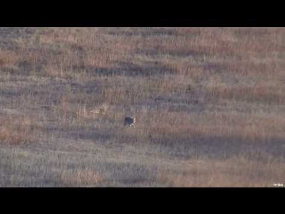 Hunting Coyotes in Colorado