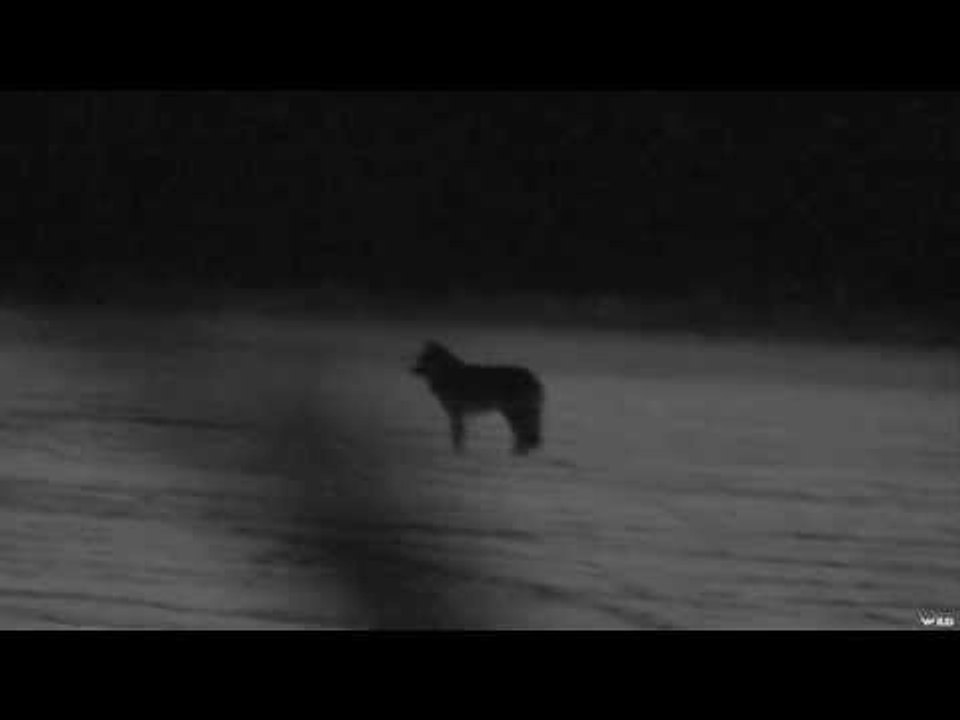 Hunting Gray Wolves with Bow
