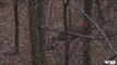 Hunting Whitetail Deer in Missouri