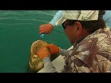 Goliath Grouper 250LB Fishing