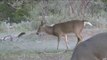 Whitetail Deer Bowhunting in Texas