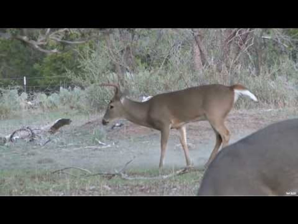 Whitetail Deer Bowhunting in Texas