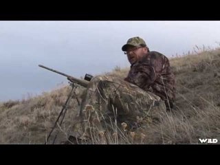 Hunting Coyote in Colorado