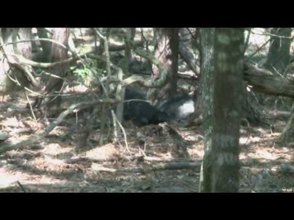 Hunting Wild Pigs with Bow