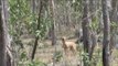 Dingoes and Water Buffalo in Australia
