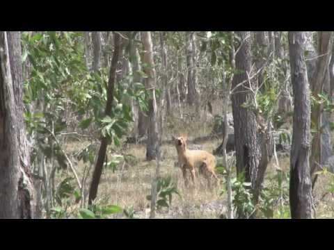Dingoes and Water Buffalo in Australia