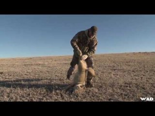 Hunting Coyote in Colorado