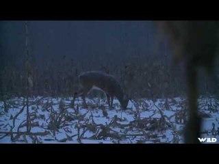 Girl Hunting Huge Winter Whitetail with Bow
