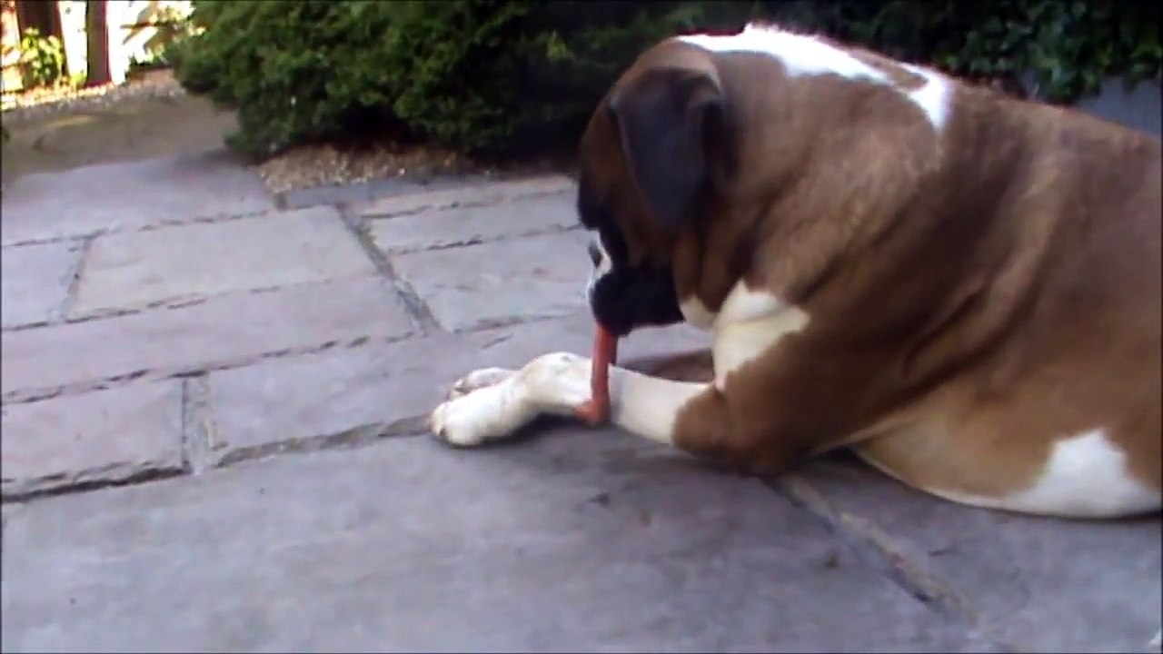Boxer dog struggles with toy