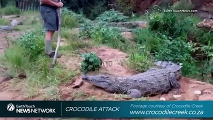 Playing with crocodile went WRONG