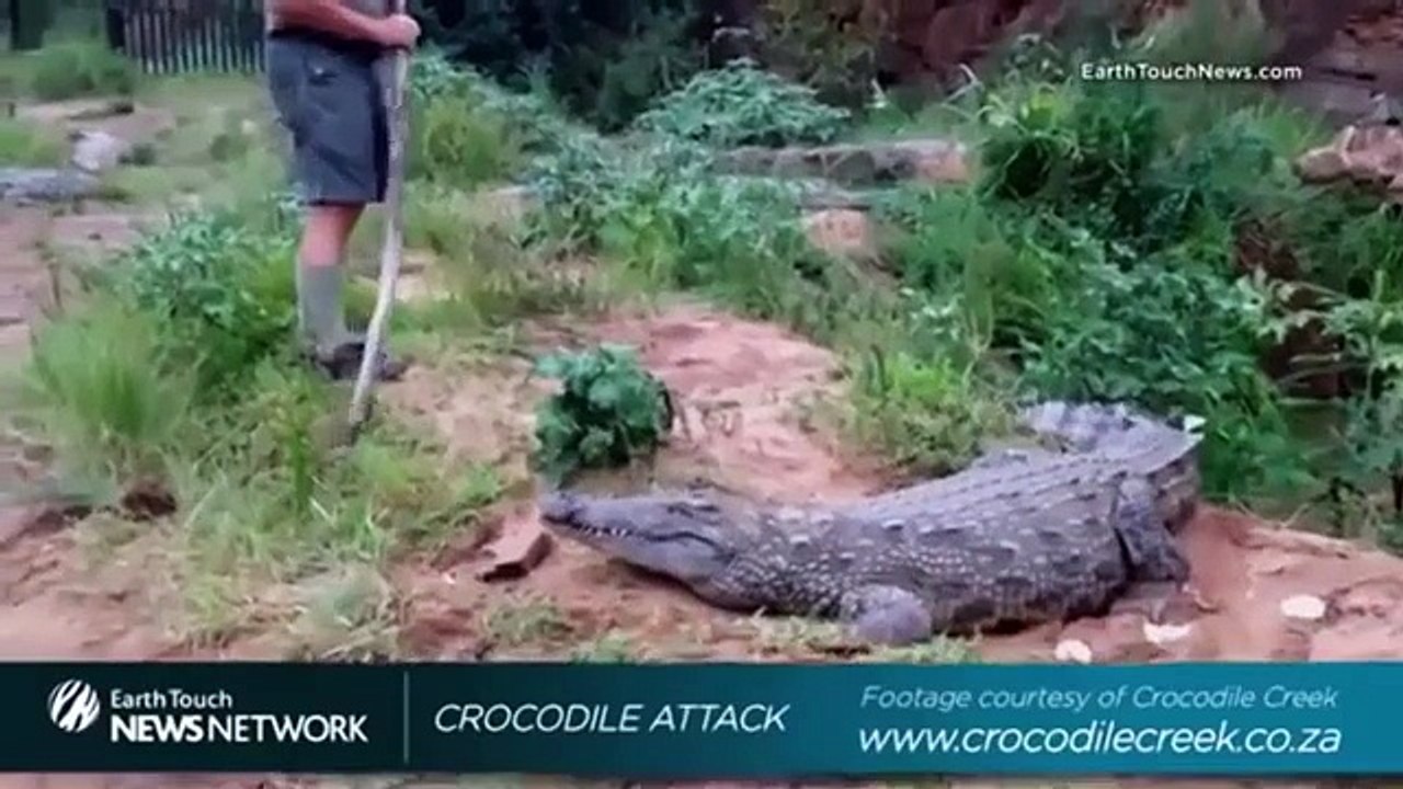 Playing with crocodile went WRONG