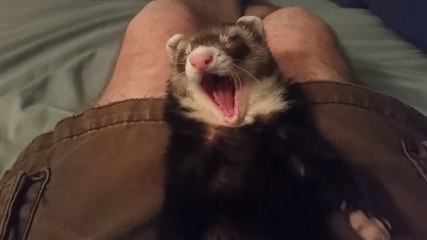 Sleepy ferret is sleepy