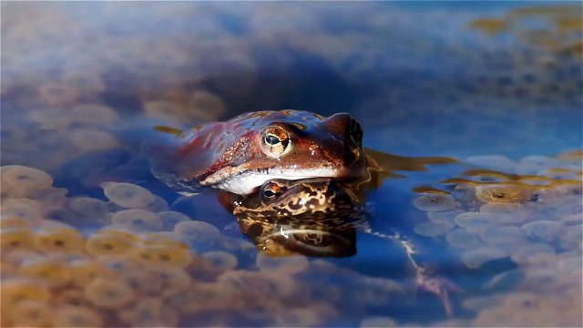 Moor frog over and under water. Лягушка остромордая. Rana arvalis