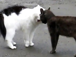 Жесткие разборки котов!