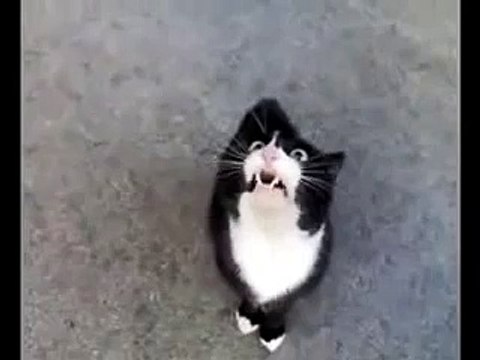 Кот Аццкий блюз