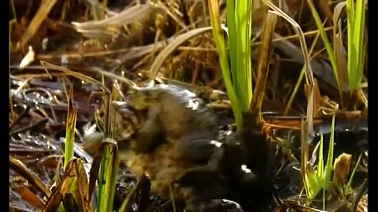 Wildlife. March 8