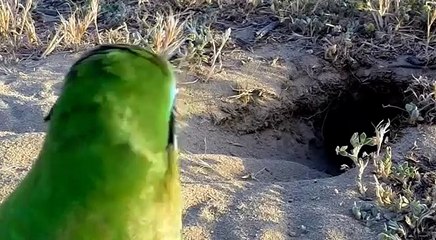 Blue-cheeked Bee-eater - Digger. Щурка зелёная - землекоп.
