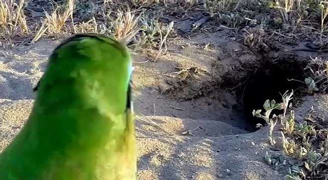 Blue-cheeked Bee-eater - Digger. Щурка зелёная - землекоп.