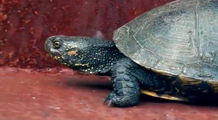 Catfishes - giants. Chernobyl. Сомы - гиганты. Чернобыль.