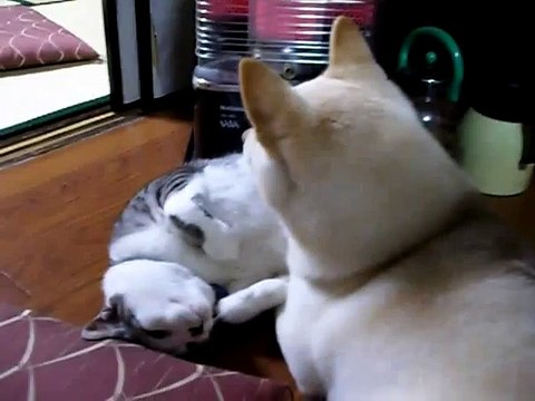 Кот и Пес. Мы, такие разные, но любим друг друга