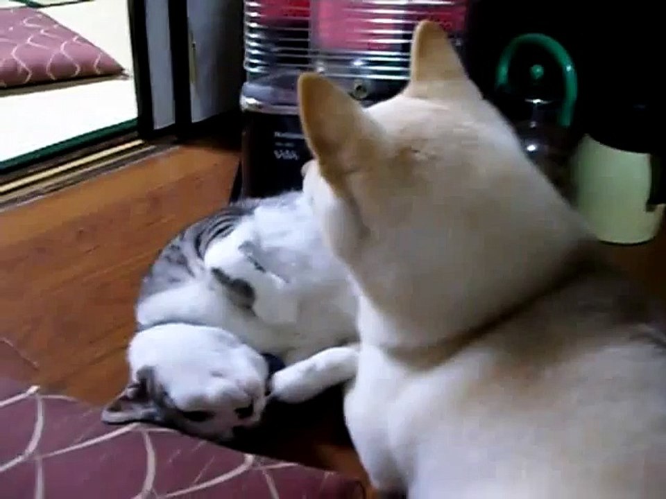 Кот и Пес. Мы, такие разные, но любим друг друга