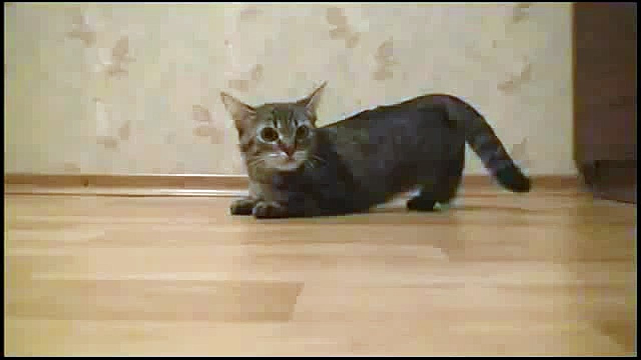 Кот спринтер!