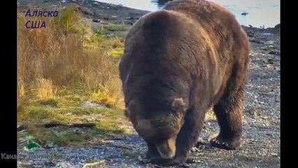 Аляска- Веселые медведи- Супер позитивчик