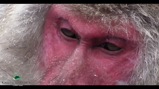 Парк Джигокудани Япония- Снежные обезьяны купаются в термальном источнике