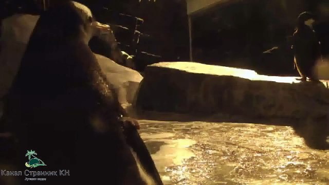 США- Парк Sea World в Сан-Диего- Пингвины