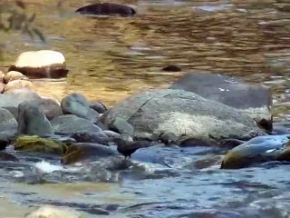 Армения. Оляпка. река Агстев