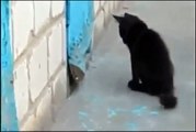 Hero Kitty Cat Helps Dog Escape