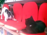 French Bulldog has issues with relaxing cat