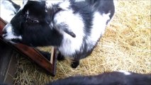 Goats head butt mirror after seeing reflection