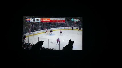 Kittens enjoy watching hockey