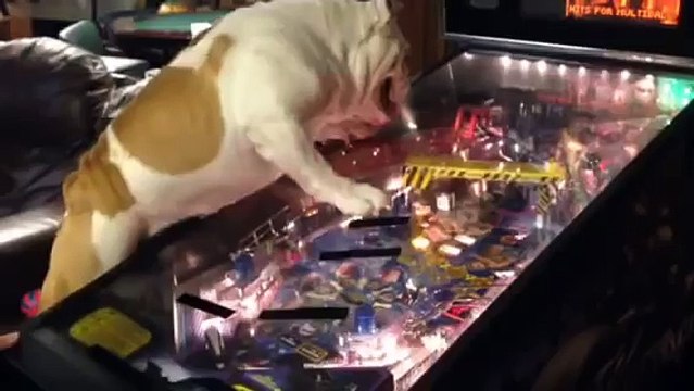 Pinball-loving bulldog keeps himself entertained