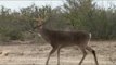 Bow Hunting for Whitetail Deer in South Texas