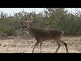 Bow Hunting for Whitetail Deer in South Texas