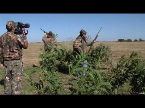 Dove Duck Hunting in Argentina