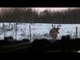 Whitetail Deer Hunting Saskatchewan