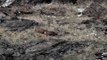 Hunting Mule Deer in Utah