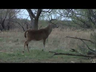 Hunting Whitetail with Bow Part 1