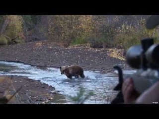 Grizzly Bear Hunting BC