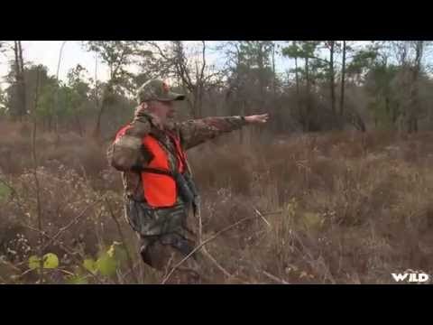 Hunting Whitetail Deer from Tree Stand